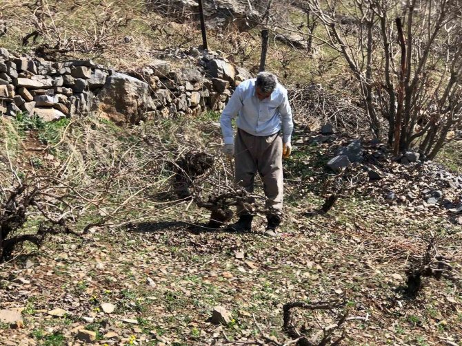 Beytüşşebap’ta Üzüm Bağlarında Budama İşleri Başladı