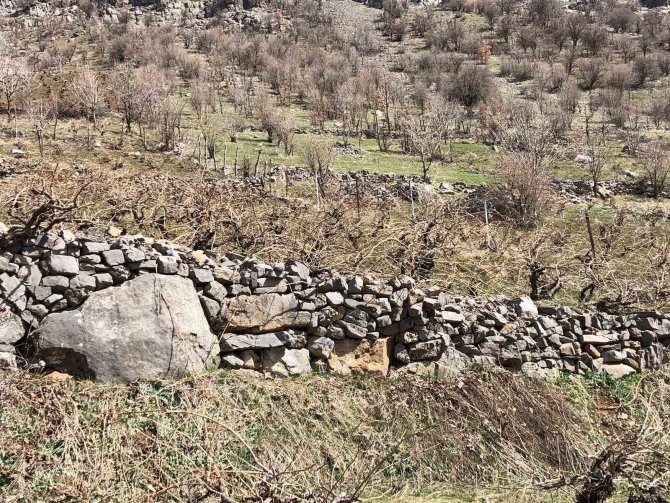 Beytüşşebap’ta Üzüm Bağlarında Budama İşleri Başladı