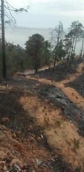 6 Yıl Önce Çıkan Yangın Sonrası Dikilen Sarıçamlar Yeniden Alevlere Teslim Oldu