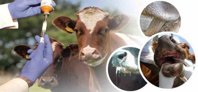 Denizli’de Şap Hastalığı Nedeniyle Hayvan Alım Ve Satımı Yasaklandı