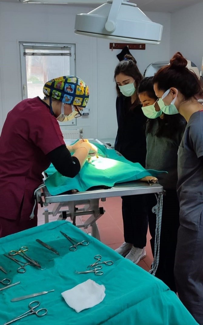 Veteriner Fakültesi Öğrencilerine Uygulamalı Eğitim