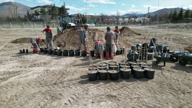 4 Bin 500 Adet Çınar Fidanı Melikgazi’ye Ağaç Olacak