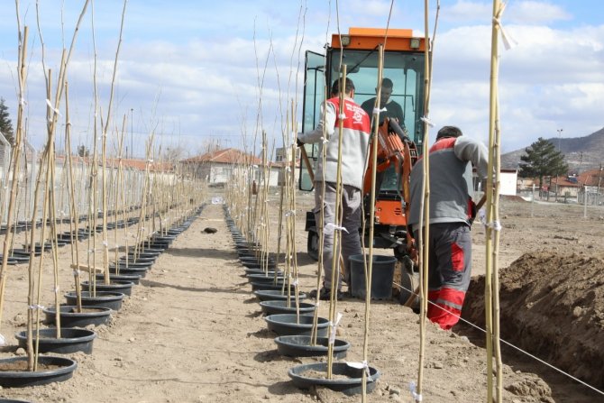 4 Bin 500 Adet Çınar Fidanı Melikgazi’ye Ağaç Olacak