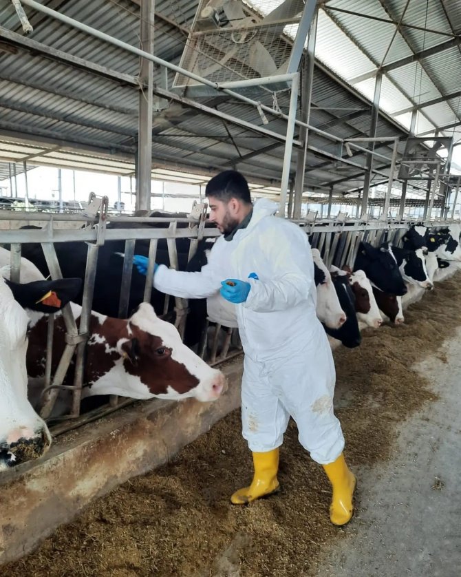 Şap Hastalığına Karşı Aşılama Devam Ediyor