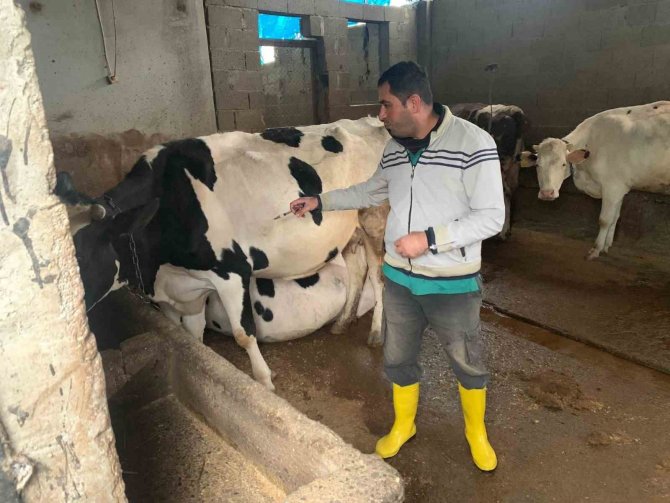 Şap Hastalığına Karşı Aşılama Devam Ediyor