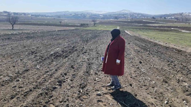 Arpa Ve Buğdayın Ürün Verimliğinin Analizi Yapıldı