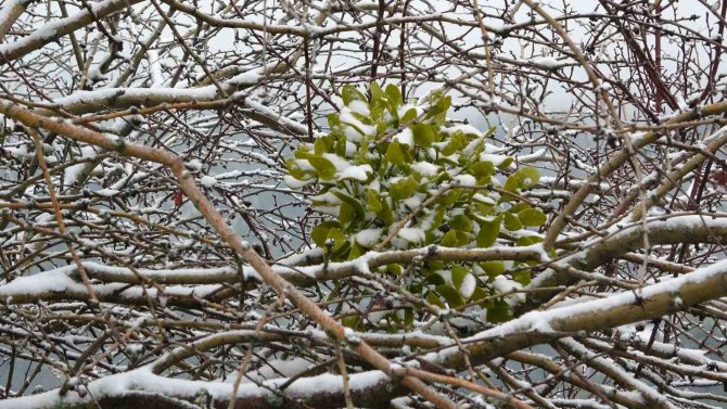 Kütahya’ya Mart Karı