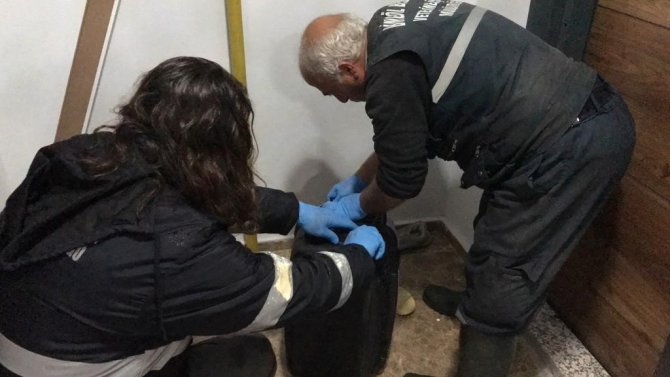 Bitkin Halde Bulunan Kedi Koruma Altına Alındı