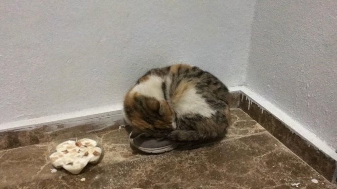 Bitkin Halde Bulunan Kedi Koruma Altına Alındı
