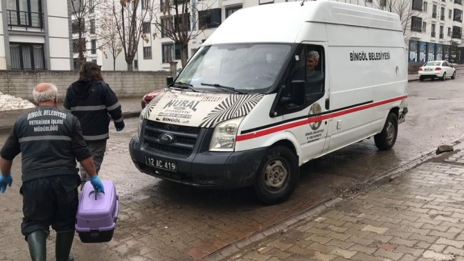 Bitkin Halde Bulunan Kedi Koruma Altına Alındı