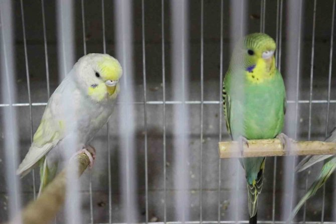 Depremden Sonra Muhabbet Kuşlarının Satışı Patladı