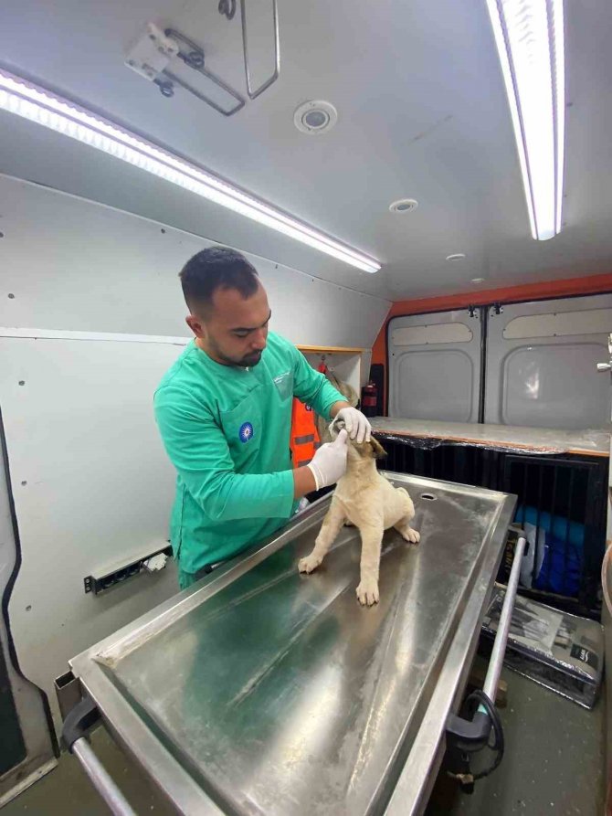 Antalya Büyükşehir Belediyesi Veterinerleri Gaziantep’te