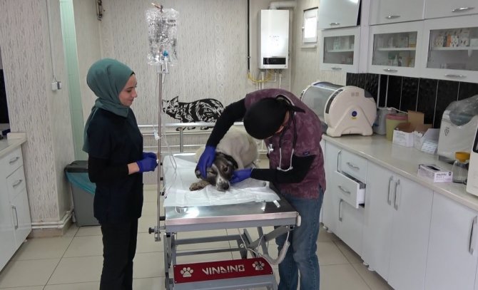 Kurt Kapanına Kapılarak Patisi Kopan Köpek Tedavi Altına Alındı