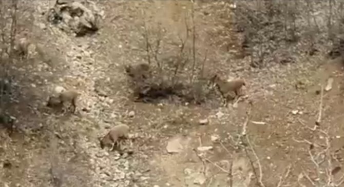 Karakoçan’da Dağ Keçileri Sürü Halinde Görüntülendi