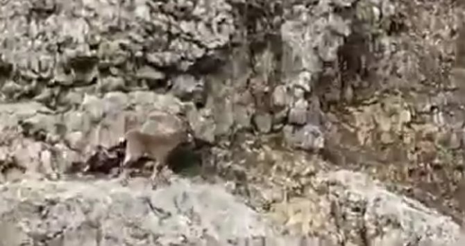 Karakoçan’da Dağ Keçileri Sürü Halinde Görüntülendi