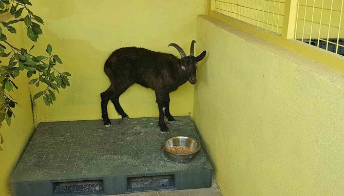 Yaban Keçisi Özgürlüğe Böyle Zıpladı