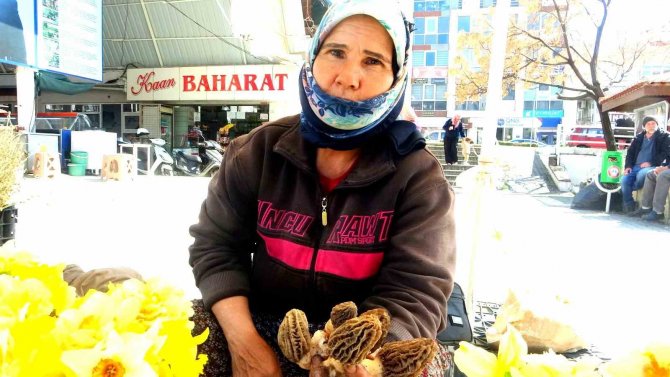 Muğla’da Kuzugöbeği Altınla Yarışıyor