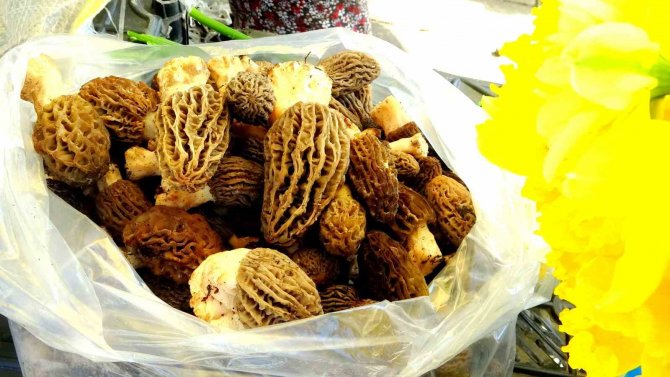 Muğla’da Kuzugöbeği Altınla Yarışıyor