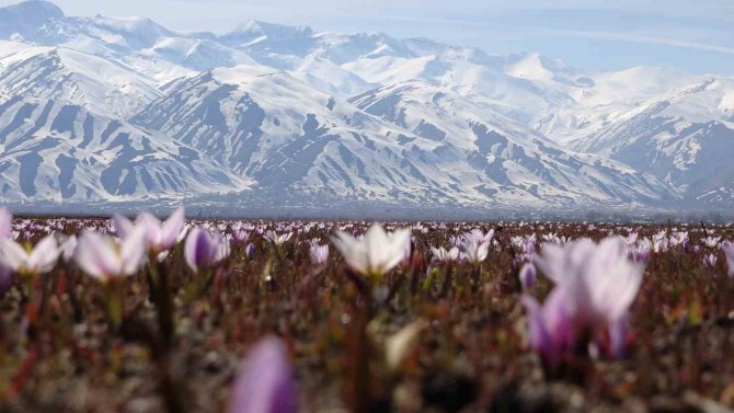 Yüksekova’da Baharın Müjdeleyicisi Kardelenler Çiçek Açtı