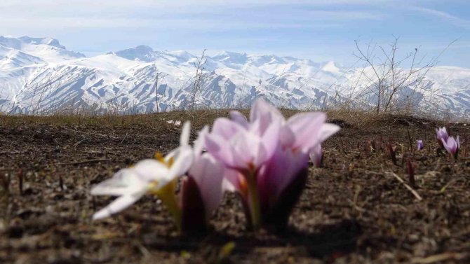 Yüksekova’da Baharın Müjdeleyicisi Kardelenler Çiçek Açtı