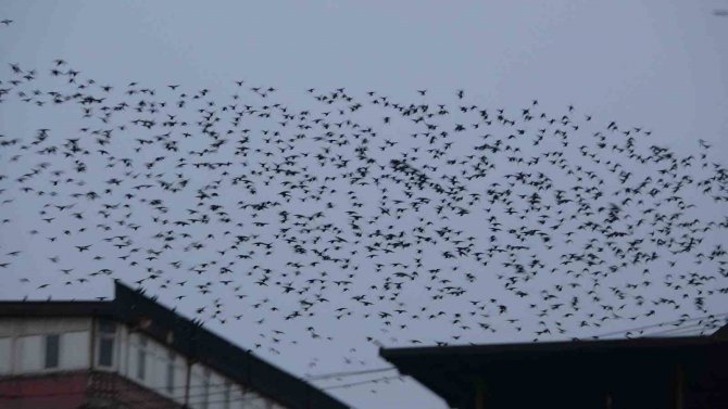 Sığırcık Kuşlarının Gökyüzündeki Dansı Hayran Bıraktı