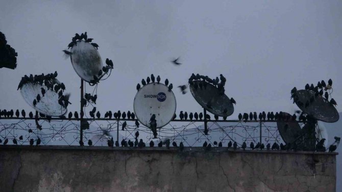 Sığırcık Kuşlarının Gökyüzündeki Dansı Hayran Bıraktı