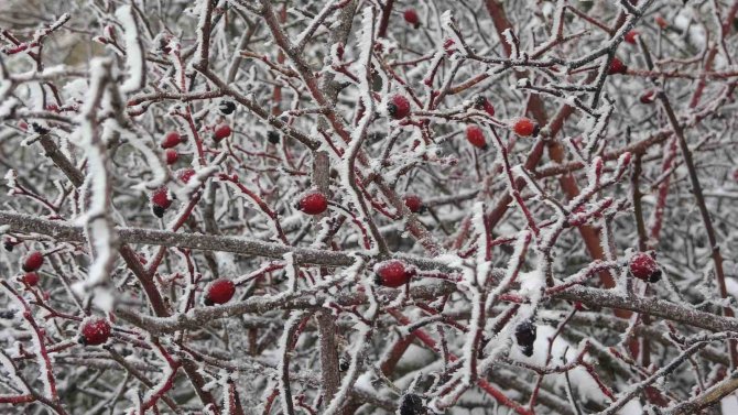 Kütahya’ya Mart Karı