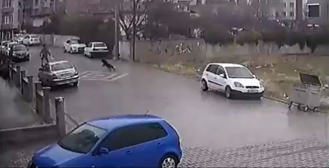 Kendisine Doğru Koşan Köpekleri Fark Etti, Otomobil Üzerine Çıktı
