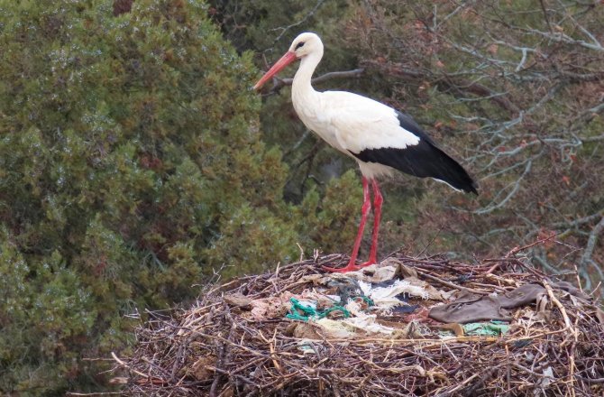 Leylekler Vadisinin Konukları Gelmeye Başladı