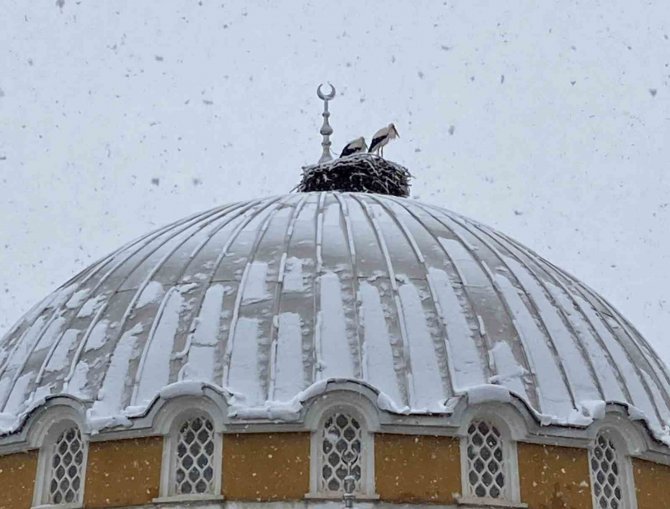 Yuvalarına Gelmeye Başlayan Leyleklere Kar Sürprizi