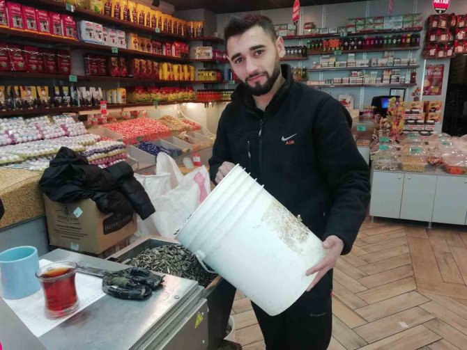 Taze Çekirdeğin Kokusunu Duyan Geliyor