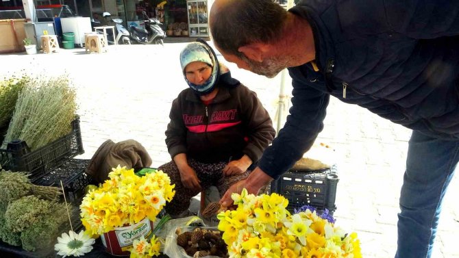 Muğla’da Kuzugöbeği Altınla Yarışıyor