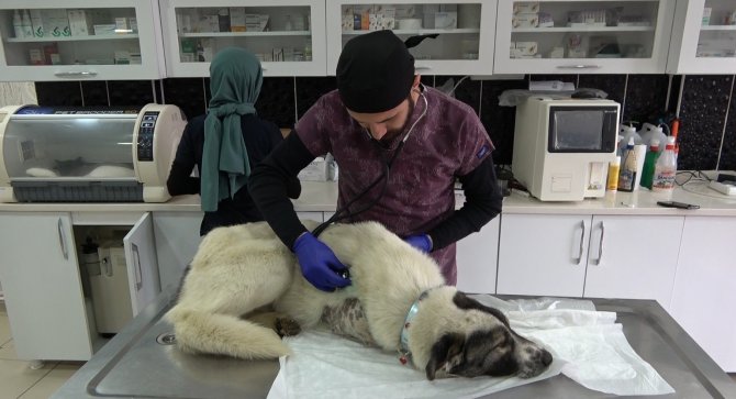 Kurt Kapanına Kapılarak Patisi Kopan Köpek Tedavi Altına Alındı