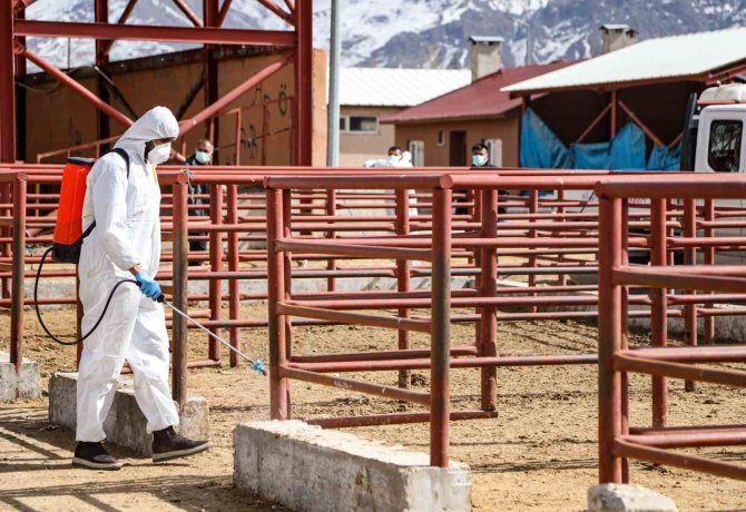 Şap Hastalığına Karşı İlaçlama Çalışması