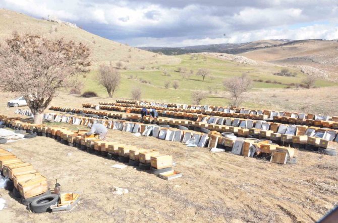 Deprem Nedeniyle Yüzlerce Kovandaki Milyonlarca Arı Telef Oldu