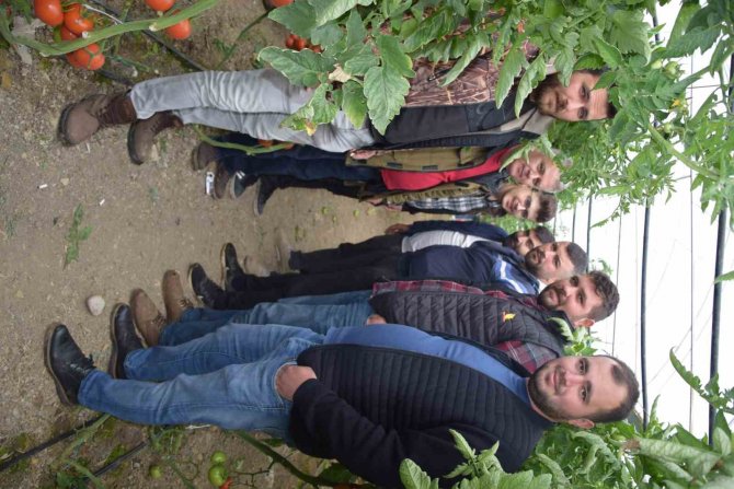 Yerli Ve Milli Tohumdan Üretilen Domatesler Çiftçiye Tanıtıldı