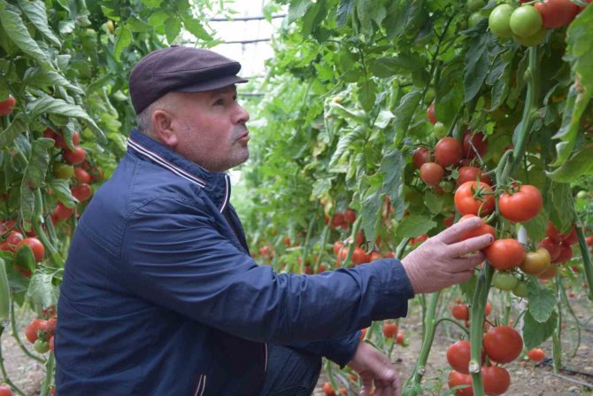 Yerli Ve Milli Tohumdan Üretilen Domatesler Çiftçiye Tanıtıldı