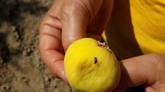 İ̇ncir Bahçelerinde Ekşilik Böceği Zararlısı İle Mücadele Başladı