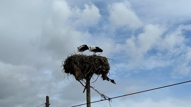 Baharın Müjdecisi Leylekler Yuvalarına Döndü