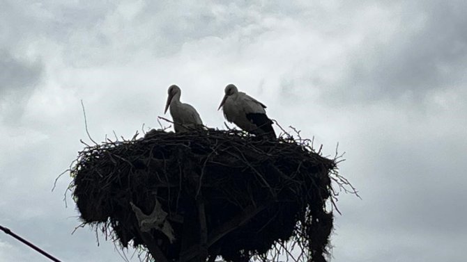 Baharın Müjdecisi Leylekler Yuvalarına Döndü