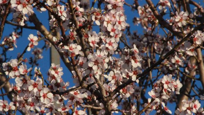 Erken Çiçek Açan Meyve Ağaçları Üreticiyi Endişelendiriyor