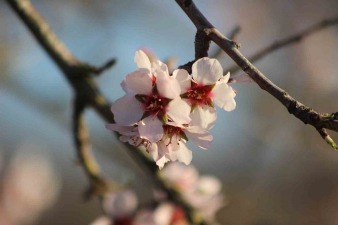 Erken Çiçek Açan Meyve Ağaçları Üreticiyi Endişelendiriyor