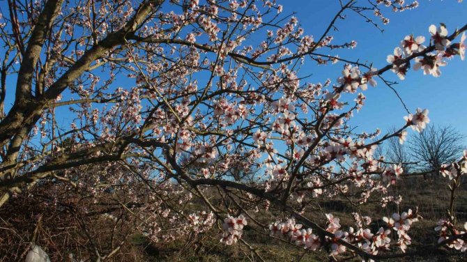 Erken Çiçek Açan Meyve Ağaçları Üreticiyi Endişelendiriyor