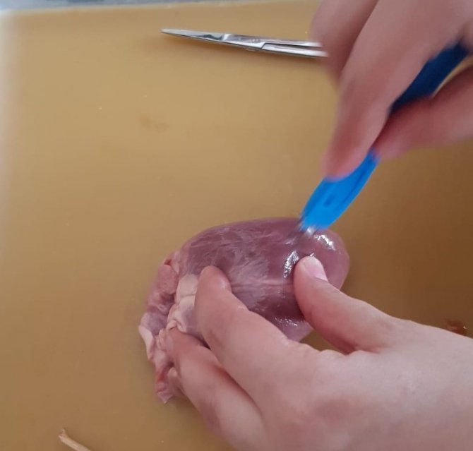 Hisarcık’ta Lise Öğrencileri Koyun Kalbi Üzerinde Deney Yaptılar