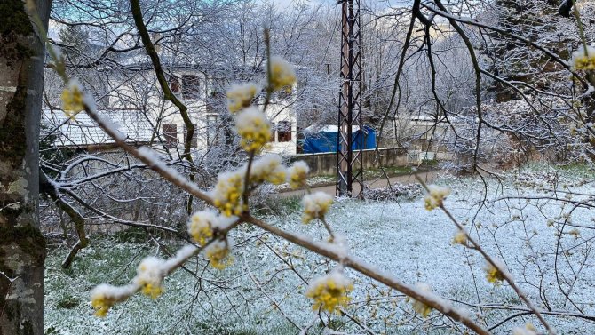 Baharla Birlikte Çiçek Açan Ağaçlar Karla Kaplandı