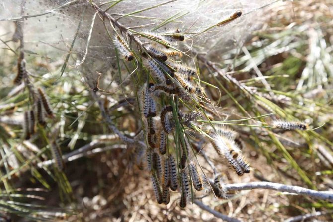 Tırtıl İle Mücadele Başladı