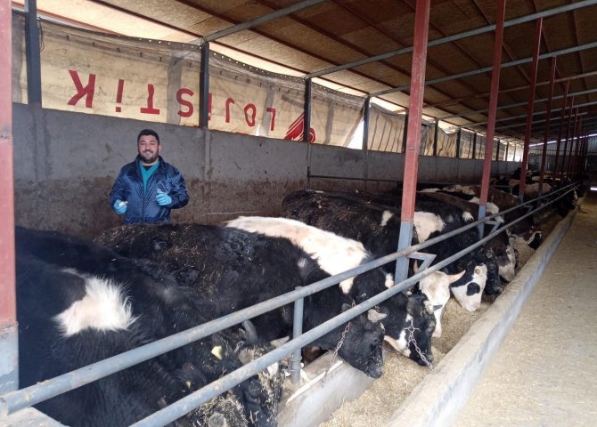 Muğla’da Hayvan Pazarlarını Kapatma Kararı Alındı