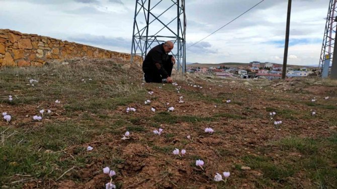 Doğa Canlandı, Ortaya Kartpostallık Görüntüler Çıktı