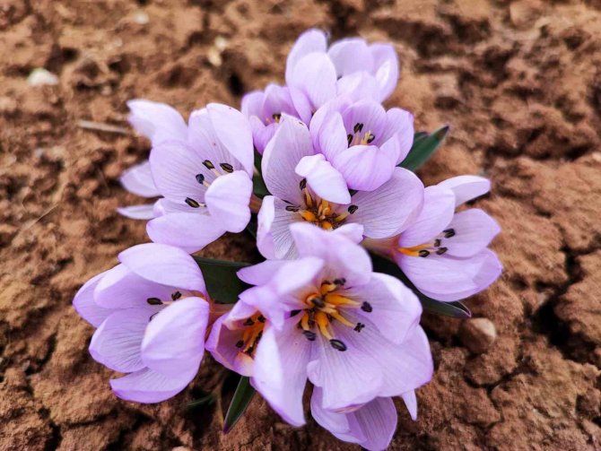 Doğa Canlandı, Ortaya Kartpostallık Görüntüler Çıktı