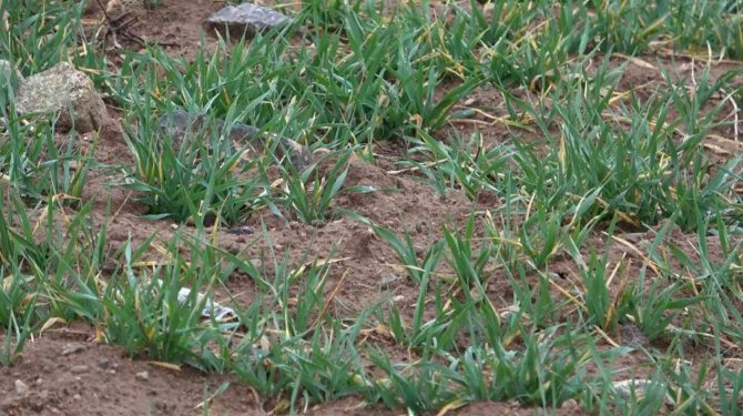 Aksaray’daki Yağmur Yağışı Üreticilerin Yüzünü Güldürdü